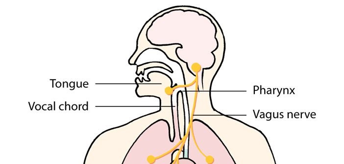 Kako stimulirati moćni Vagus – tajni lutajući iscjelitelj u nama