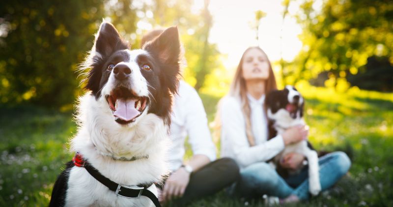 Zašto nas psi čine sretnima?