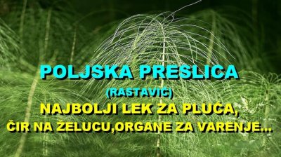 POLJSKA PRESLICA (RASTAVIĆ) - NAJBOLJI LEK Za PLUĆA,ČIR Na ŽELUCU,ORGANE Za VARENJE...