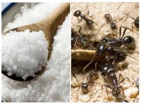 Šest najboljih prirodnih pripravaka protiv najezde mrava u kući
